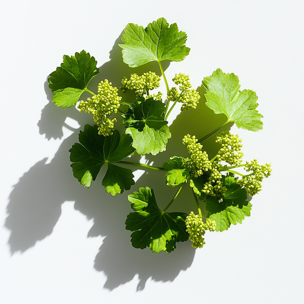 Lady's Mantle: The Wise Woman's Herb for Hormonal Balance