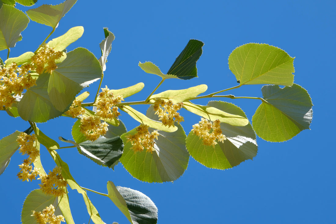 Linden: The Nervous System's Floral Ally