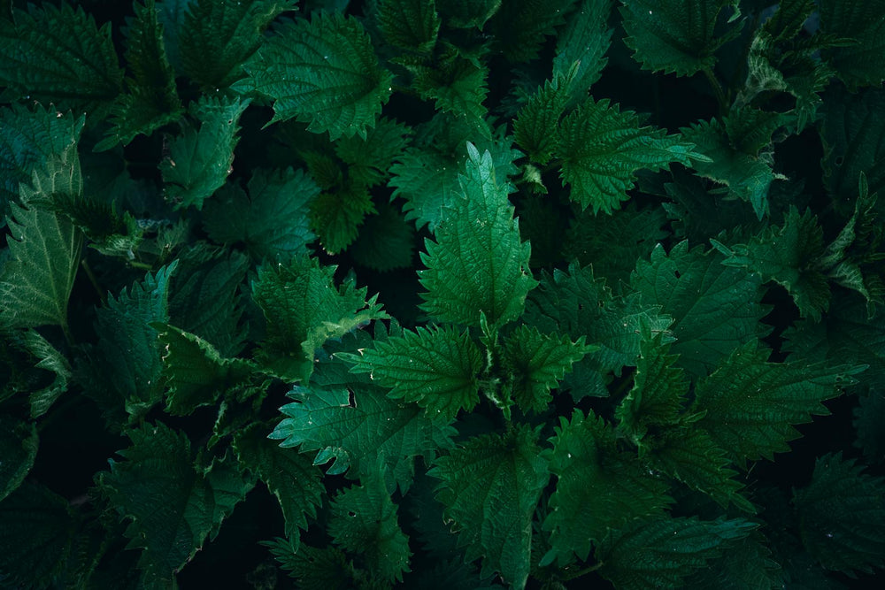 Nettle: The Sting That Heals