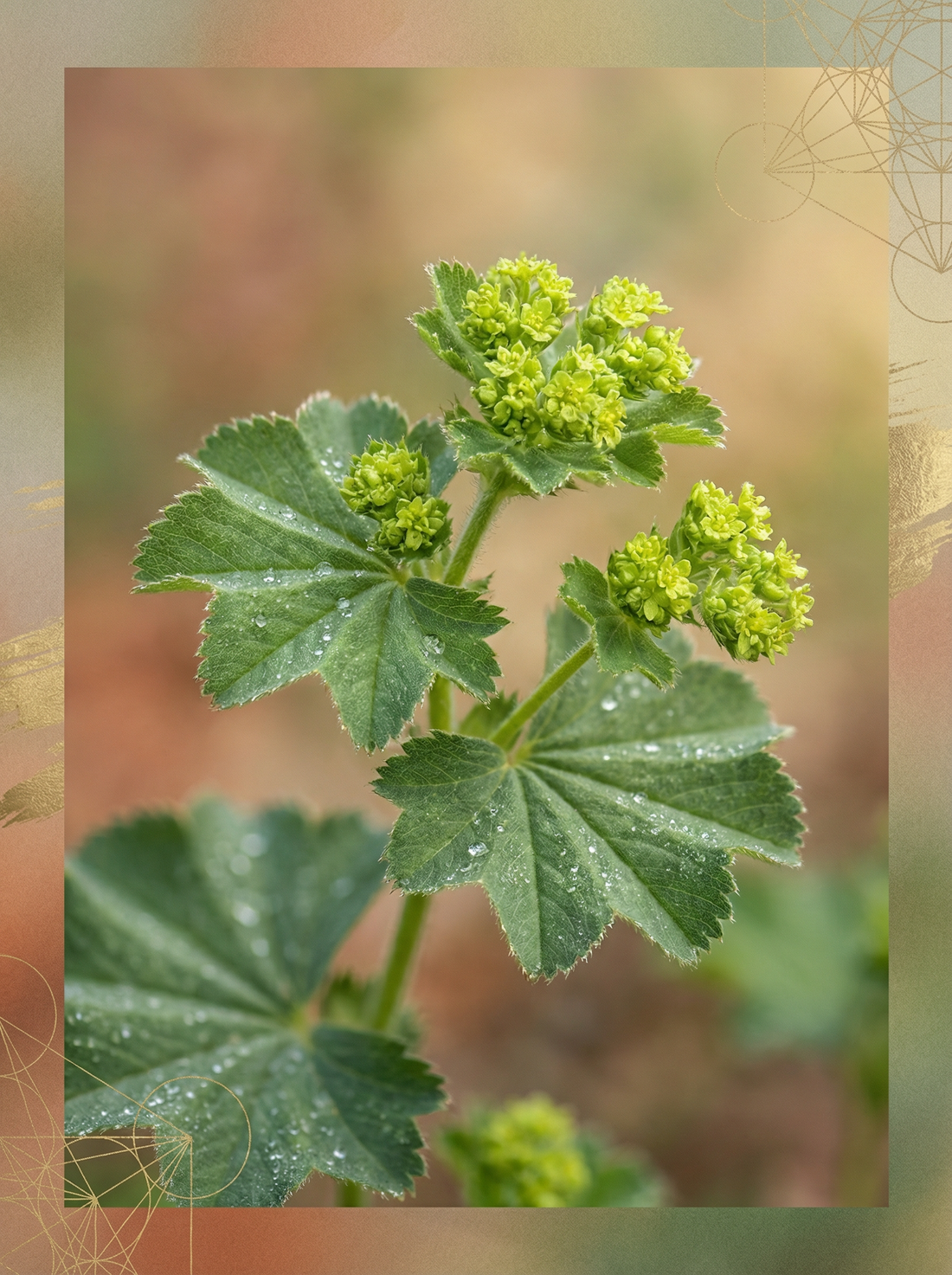 Lady's Mantle: The Women’s Tonic Herb